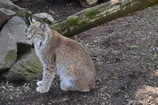 Luchs