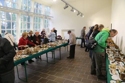 Pilzausstellung Orangerie - © Privat Fachgruppe Mykologie IMG 1546