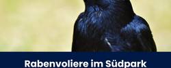 ein Rabe, der nach links schaut; Titel des Artikels