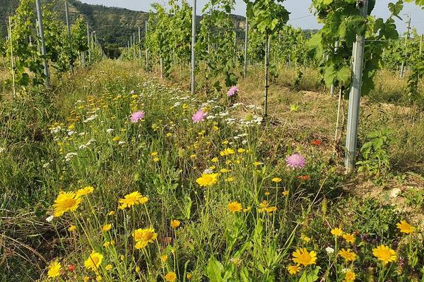 Weinberg mit Blühstreifen © Hochschule Anhalt 20210722 182353 ausgerichtet lkp k ppelberg nord lea schubert klein